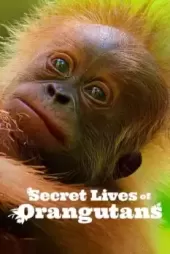 Orangutanların Gizli Yaşamı